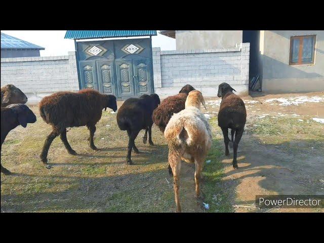 Савдо шудан рафтан. Фурухта шудан