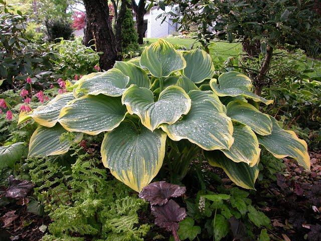 #хоста  Sagae #hostas