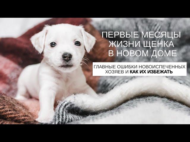 Первые дни щенка в новой семье - что делать с щенком после его покупки? / Рекомендации от заводчика