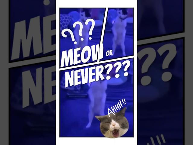 Meow or Never! #short #catshorts #catlovers #petshorts #funnycats