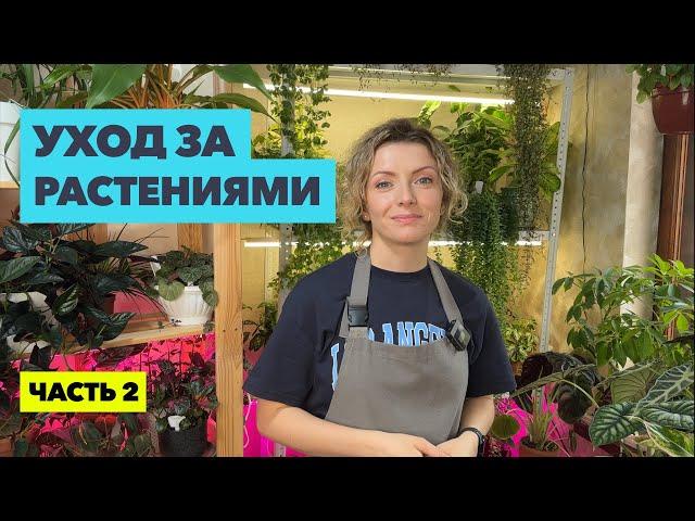 Мой еженедельный уход за комнатными растениями (2 часть)