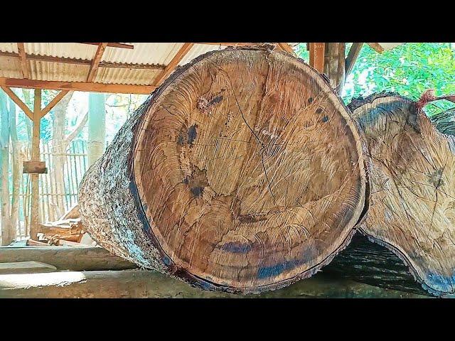 sawing old acacia logs full of dense fibers into cheap quality planks at the sawmill