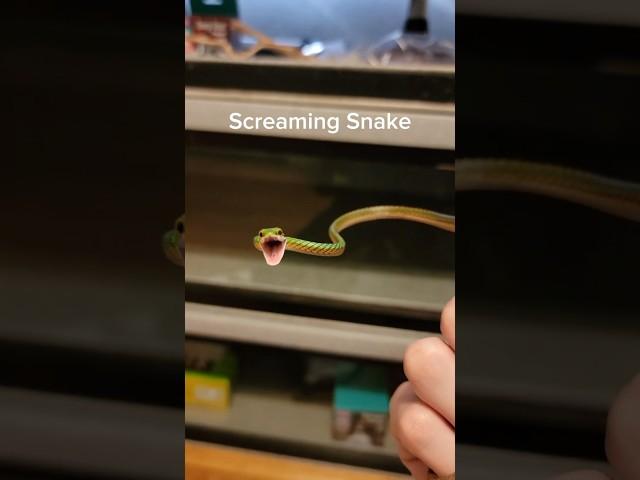 My snake WON'T STOP SCREAMING!