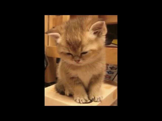 CUTE MOMENTS OF KITTENS