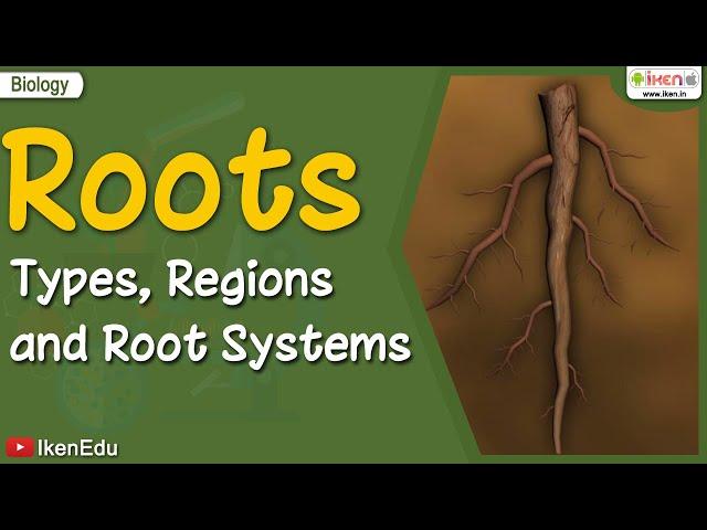 Roots Types Regions Root Systems | Biology | iKen | iKenEdu | iKenApp