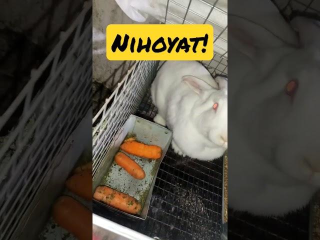 Hikol#quyonlar #rabbits #кролики #arnablive #obuna_bolishni_unutmang dóstlar 