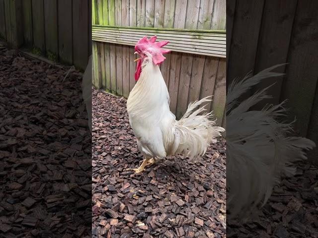 Leghorn Cockerel / Rooster Crowing