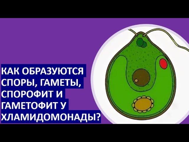 14.  Как образуются споры, гаметы, спорофит и гаметофит у хламидомонады?