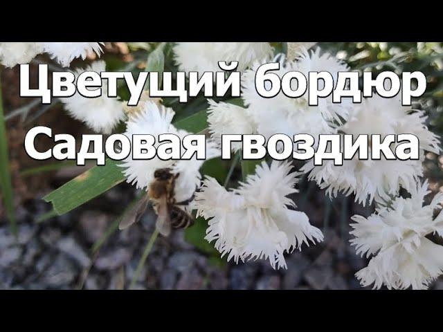 Цветущий вечнозеленый бордюр: Садовая гвоздика | Цветы в саду