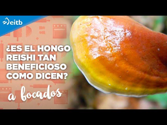 ¿Es el hongo Reishi tan beneficioso como dicen?