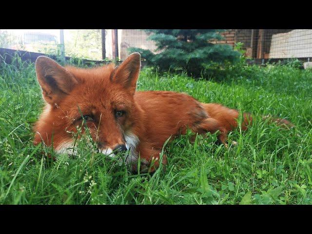 Alf the fox knows the secret to catching a mole