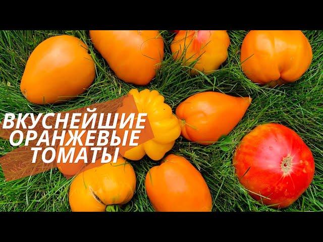 Обалденные золотые томаты. Лучшие оранжевые томаты в моей коллекции. Awesome golden tomatoes.