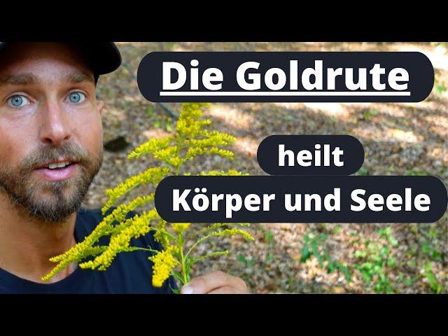 Die Goldrute heilt Körper und Seele - Bestimmung, Heilwirkung und Inhaltsstoffe