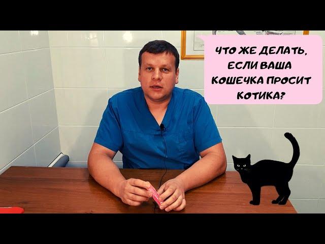 ЧТО ДЕЛАТЬ, ЕСЛИ КОШКА ПРОСИТ КОТА?