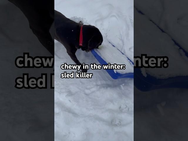 Chewy in the summer vs in the winter