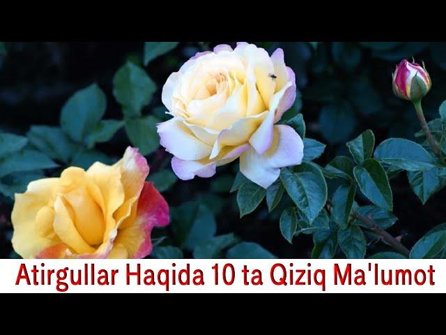 Atirgullar To'g'risida 10 ta Qiziqarli Ma'lumot - Dunyodagi eng kichik atirgul va Hameleon haqida !!