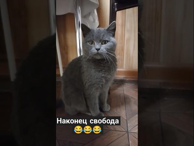 Кошки тоже хотят отдохнуть #юмор #юмор #cat