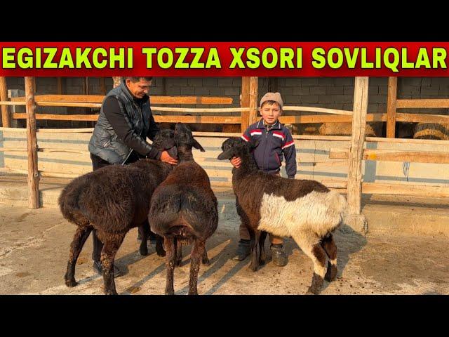 TOZZA XSORI EGIZCHI VA SOVLIQ QOCHQORLAR KELDI