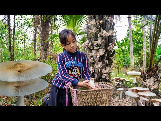 Poor Girl Harvest Mushrooms To Sell To Support Her Life and Her Difficult Dream Of Going To School