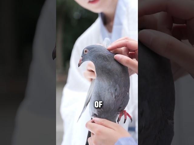 Pigeons | The Messenger Of The Past #knowledge #animals #animalfacts