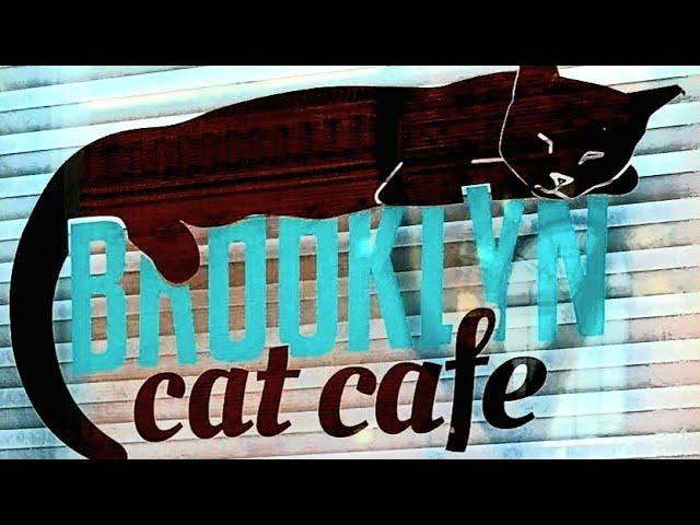 Review of Brooklyn Cat Cafe: Low cost neuter/spay, vaccines, microchip & more.