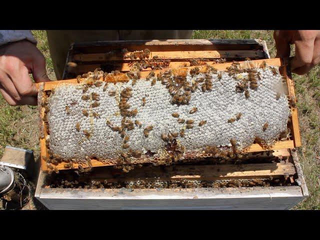 Honey Harvest 2019: 188 Pounds!