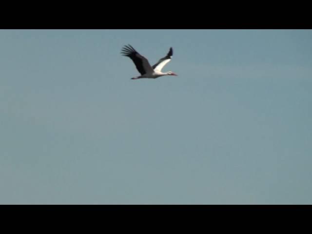 White Stork Flying Over Port Meadow