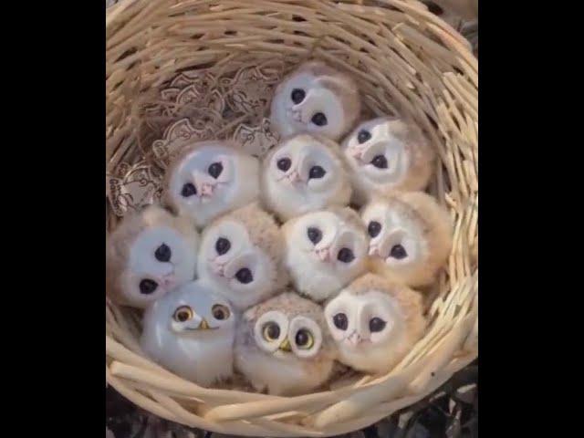 CUTE AND FUNNY OWLS