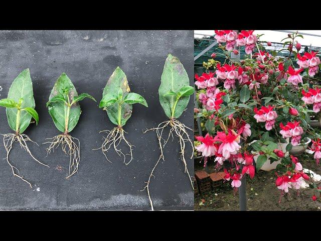 Instructions to propagate Fuchsia flowers from leaves