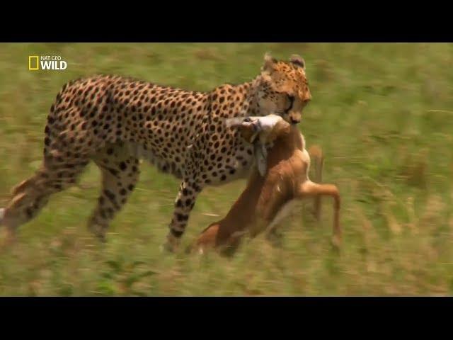 Nat Geo Wild - Çita: Ölümcül İçgüdü / Belgesel HD