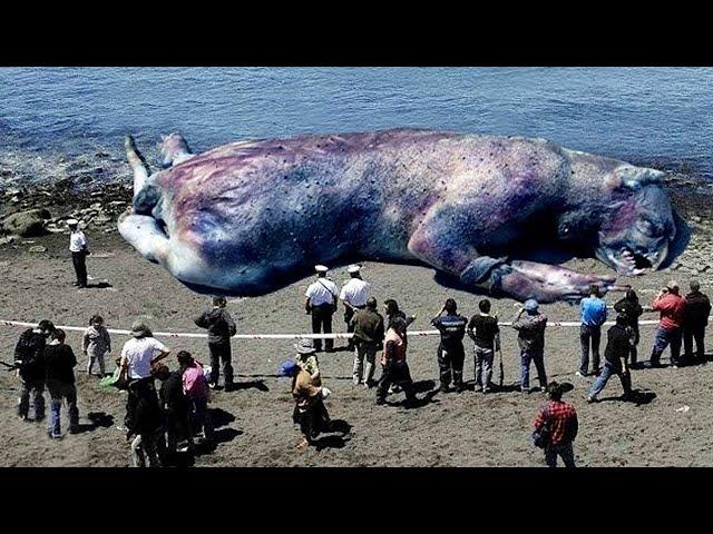 Strangest Things Washed Up on Beaches