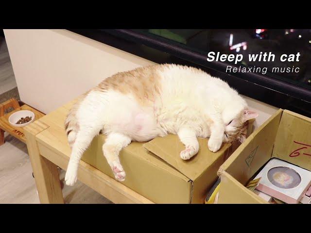 貓貓陪伴音樂  適合睡眠前聽/助眠/失眠/舒壓  Sleep with Cats 【黃阿瑪的後宮生活 Fumeancats】阿瑪篇