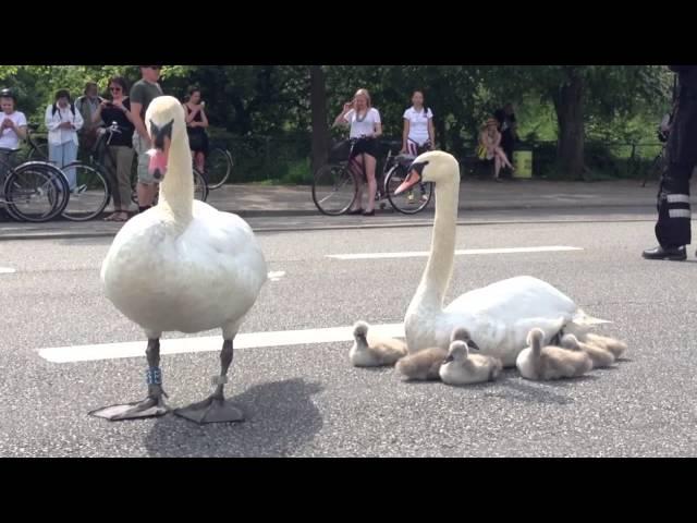 Swan family controls traffic in Denmark