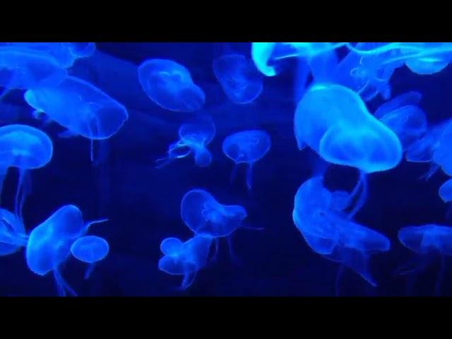 #jellyfish||Jelly fish amazing video||