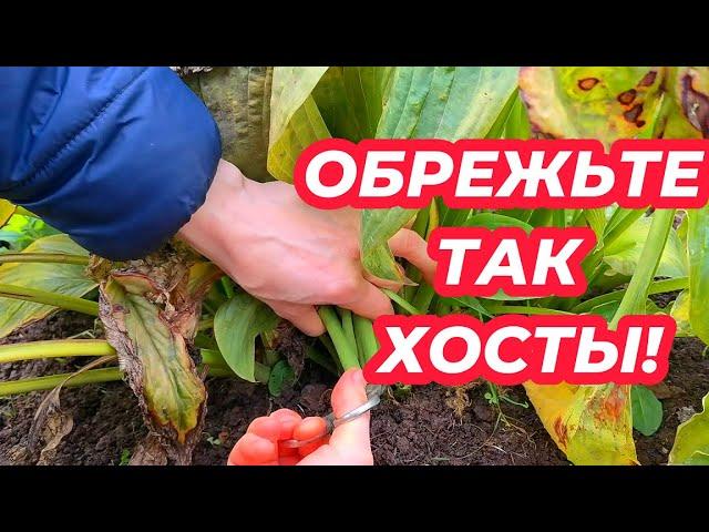 ОБРЕЗКА ХОСТ ОСЕНЬЮ! Как и когда правильно обрезать хосты осенью