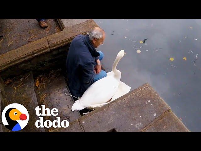 Rescuer Sits With Swan Until He's Ready to Go | The Dodo