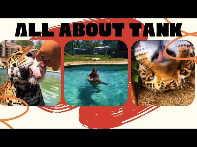 ALL ABOUT TANK THE JAGUAR