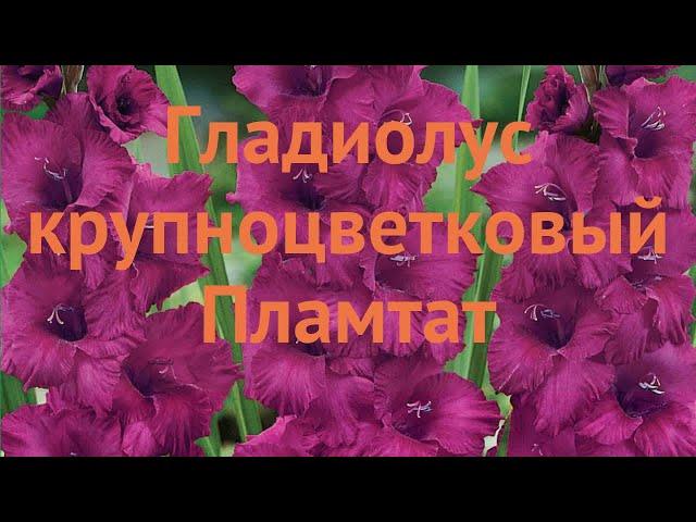 Гладиолус крупноцветковый Пламтат (gladiolus)  обзор: как сажать, луковицы гладиолуса Пламтат