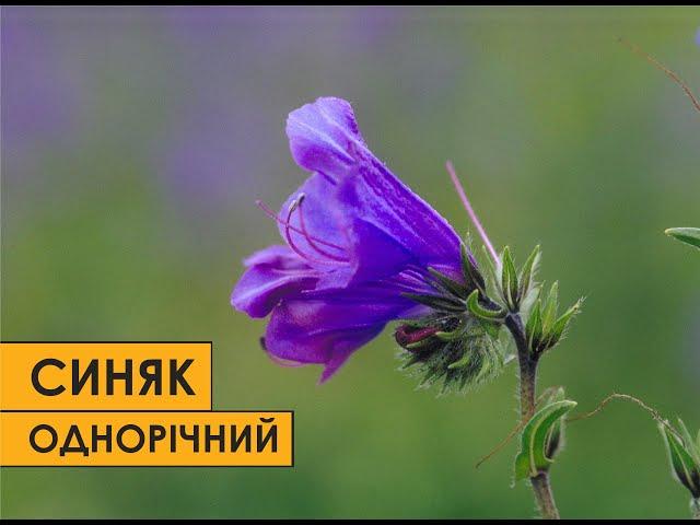 Синяк подорожниковий - іноземець з амбіціями.