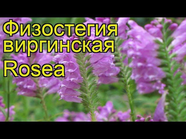 Физостегия виргинская Розеа. Краткий обзор, описание характеристик physostegia virginiana Rosea