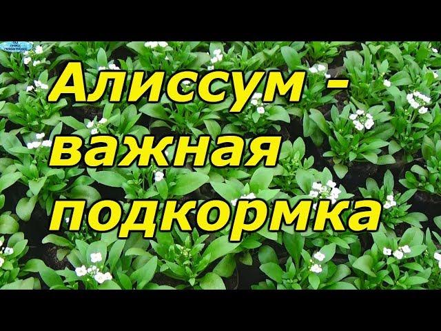 Алиссум - важная поддерживающая подкормка.