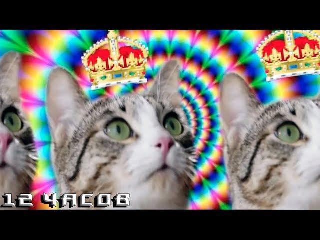 12 Часов — Секрет Энергии — Kitekat® (feat. Кот Борис)