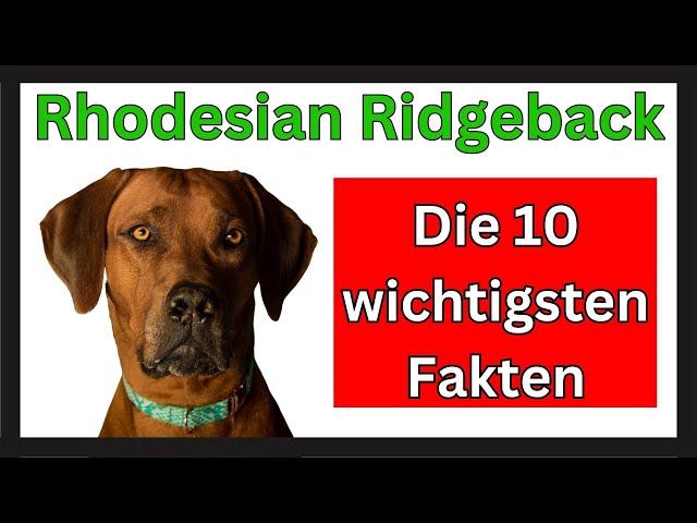 Rhodesian Ridgeback  Die 10 wichtigsten Fakten dieser Hunderasse