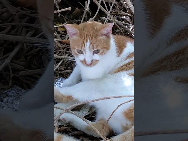 Дикая кошка в гнезде  Feral cat in nest  Cute animal Nature Meme Pet Meow Kawaii neko Trend Cats 