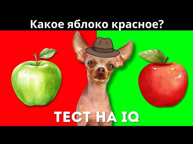 Проверяем интеллект моей собаки! ТЕСТ на IQ