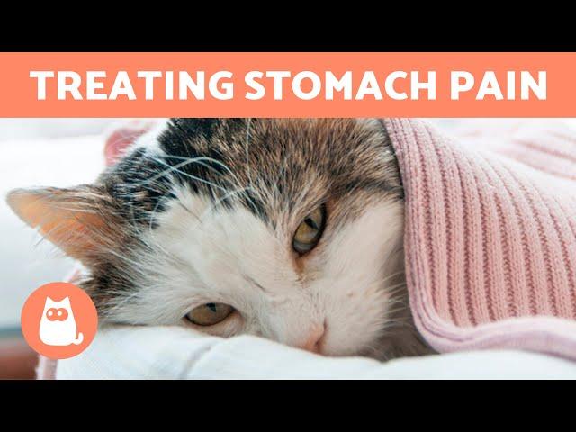 CAT STOMACH PAIN Home Remedies 