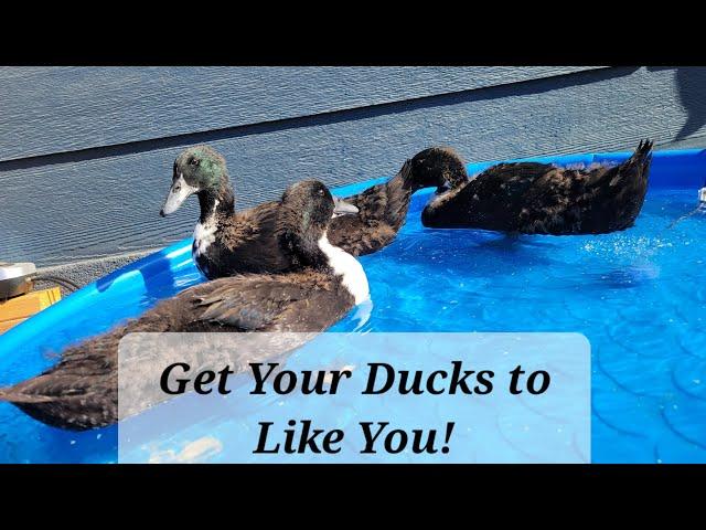 How to Get Your Ducklings to Like You!! (Ducks 101)