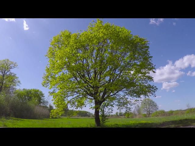 Tree in 4 Seasons | spring, summer, autumn, winter