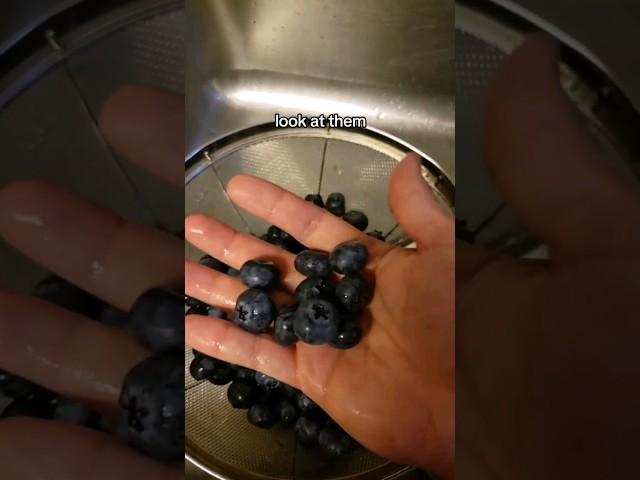 THESE BLUEBERRIES ARE HUGE! #shorts