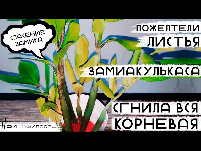 Спасение ЗАМИОКУЛЬКАСА. Гниют корни и клубни. Почему ЖЕЛТЕЮТ листья. Загнивание корневой системы